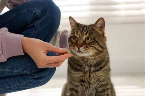 Prescription Food for Cats: Is It Safe and Healthy?